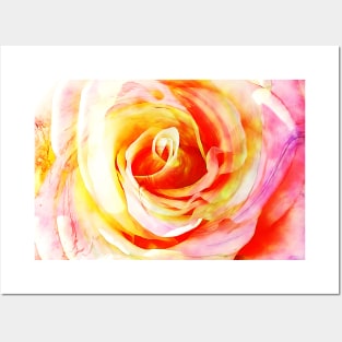 Pink and Yellow Rose Flower Posters and Art